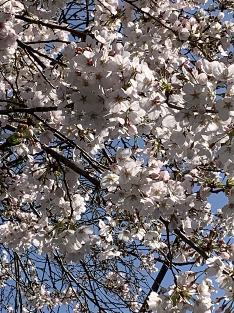 iPhone・iPadの修理なら経堂で・・・