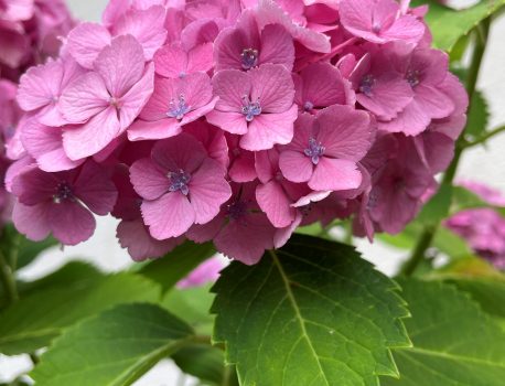 ✼梅雨空でも元気に営業中✼