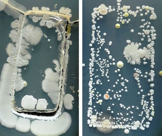 予約割のお知らせ・携帯の雑菌はトイレ便器の10倍！？