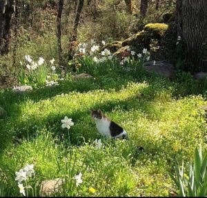 アーシングって？