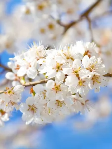 入学、入社おめでとうございます！