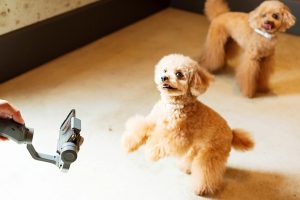 動いているお子様やペットの良い瞬間をiPhoneで簡単に写真に！