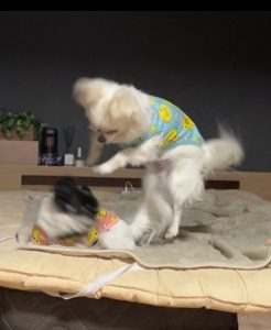 動いているお子様やペットの良い瞬間をiPhoneで簡単に写真に！