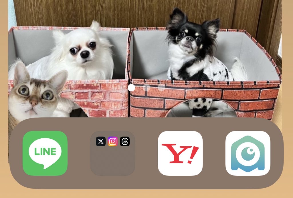 twitterの青い鳥がとうとうXに。。