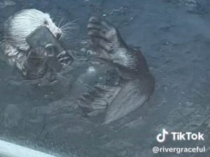 ラッコの水槽にiPhoneを落とした人の悲劇