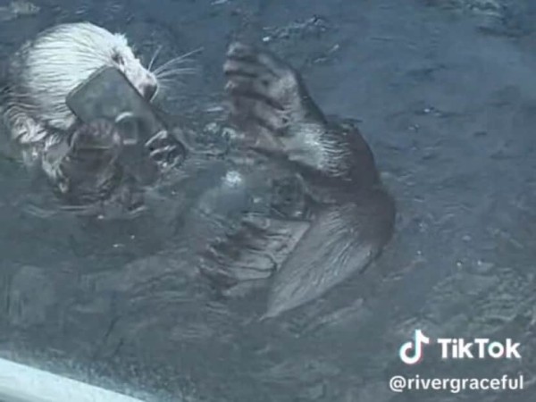 ラッコの水槽にiPhoneを落とした人の悲劇